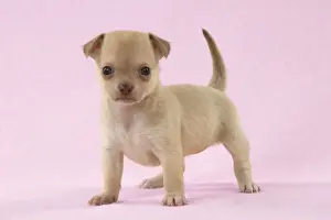 Cute Prints: DOG - Chihuahua puppy (6 weeks) Digital Manipulation: background to pink