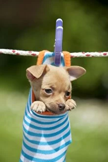 Small Pets Collection: DOG - Chihuahua puppy hanging in sock (4 weeks)