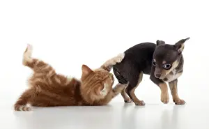 Smooth Haired Prints: DOG - Chihuahua puppy and kitten playing together