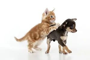 DOG - Chihuahua puppy and kitten playing together