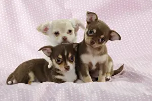 Chihuahuas Prints: DOG. Chihuahua puppy laying in front of two chihuahua puppies sitting