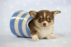 Jugs Prints: DOG. Chihuahua puppy laying in jug