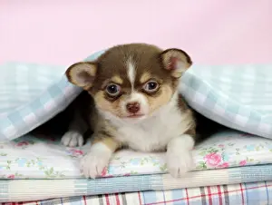 Blanket Prints: DOG. Chihuahua puppy laying under a piece of cloth
