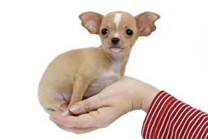 Dog - Chihuahua puppy - in owners hand
