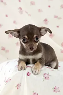 Smooth Haired Prints: DOG - Chihuahua puppy sitting on blanket