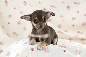 DOG - Chihuahua puppy sitting on blanket