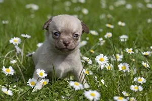 DOG - Chihuahua puppy sitting in daisies
