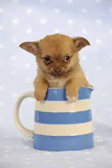 Jugs Prints: DOG. Chihuahua puppy sitting in jug