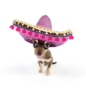 Images Dated 3rd February 2020: DOG - Chihuahua puppy sitting in pink Sombrero hat with hearts Date: 23-Apr-11