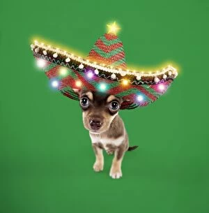 Images Dated 23rd April 2011: DOG - Chihuahua puppy sitting in Sombrero