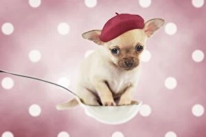 Beret Gallery: Dog Chihuahua puppy sitting in a spoon (6 weeks)