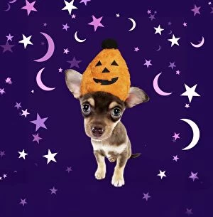 Images Dated 23rd April 2011: DOG - Chihuahua puppy sitting wearing Halloween