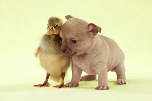 Easter Collection: DOG - Chihuahua puppy standing with duckling (4 weeks) Digital Manipulation: background to yellow