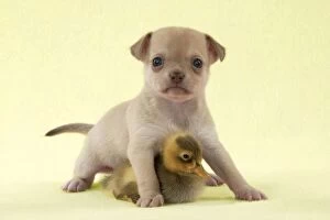 Images Dated 28th June 2012: DOG - Chihuahua puppy standing with duckling (6 weeks) Digital Manipulation: background to yellow