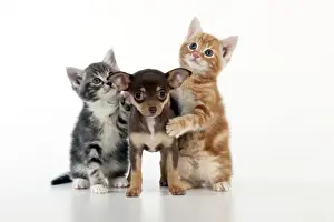 Smooth Haired Prints: DOG - Chihuahua puppy standing inbetween two kittens