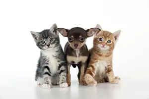 DOG - Chihuahua puppy standing inbetween two kittens