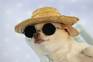 Sunglasses Prints: DOG. Chihuahua puppy wearing straw hat & sunglasses