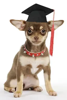 Mortarboard Prints: DOG. Chihuahua puppy wearing studded collar