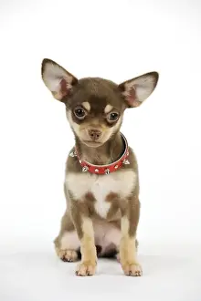 DOG. Chihuahua puppy wearing studded collar
