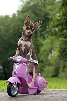 Motorbike Prints: DOG - Chihuahua on scooter