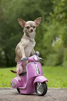 Motorbike Prints: DOG - Chihuahua on scooter