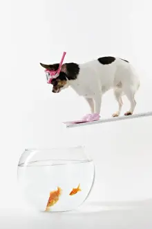Goldfish Prints: DOG. Chihuahua in scuba gear over goldfish bowl
