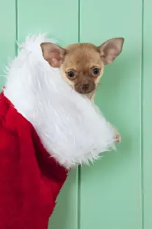 Stocking Prints: DOG - Chihuahua sitting in christmas stocking