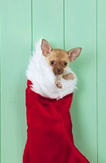 Images Dated 26th July 2012: DOG - Chihuahua sitting in christmas stocking