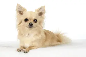DOG, Chihuahua, , sitting, face, expressions, studio, white background