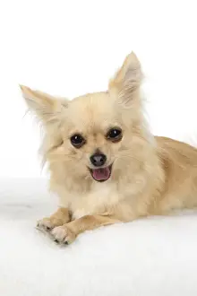 DOG, Chihuahua, , sitting, face, expressions, studio, white background