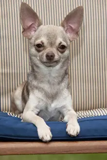 DOG - Chihuahua sitting on garden chair