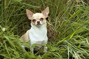 Lawns Prints: DOG - Chihuahua sitting in grass