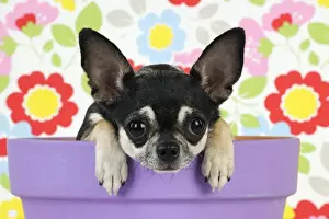 Pots Prints: DOG. Chihuahua sitting in plant pot looking over the side