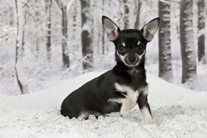 DOG - Chihuahua sitting in snow
