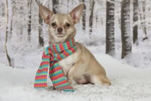 DOG - Chihuahua sitting in snow wearing a scarf