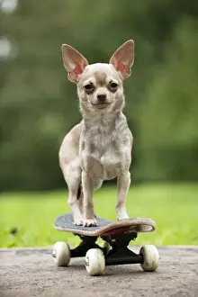 Skateboard Prints: DOG - Chihuahua on skateboard