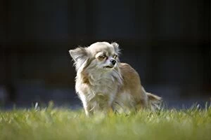 Images Dated 1st April 2007: Dog - Chihuahua stand in grass