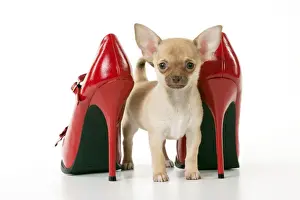 Shoes Prints: DOG - Chihuahua standing with red shoes