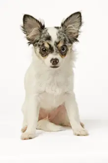 Dog - Chihuahua in studio