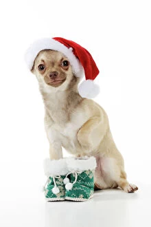Chihuahuas Collection: DOG. Chihuahua wearing christmas hat & knitted boots