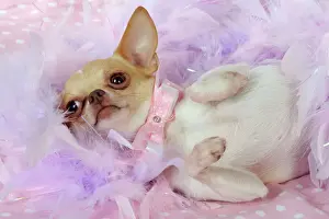 Dressed Up Prints: DOG. Chihuahua wearing pink collar laying on purple feather boa