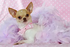 Funny Prints: DOG. Chihuahua wearing pink collar laying on purple feather boa