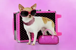 Glasses Prints: DOG. Chihuahua wearing sunglasses with girly props Digital Manipulation: background colour