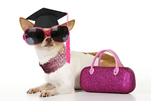 DOG Chihuahua wearing sunglasses with pink bag and a graduation cap Date: 05-06-2021 DOG Chihuahua wearing sunglasses with pink bag and a graduation cap Date: 05-06-2021