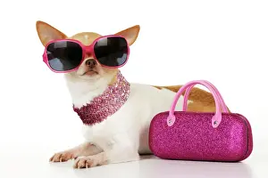 Dressed Up Prints: DOG. Chihuahua wearing sunglasses with pink bag