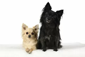 DOG, Chihuahua, X2, black & fawn, sitting together, studio, white background DOG, Chihuahua, X2, black & fawn