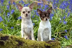 Smooth Haired Prints: DOG - Chihuahuas - in bluebells