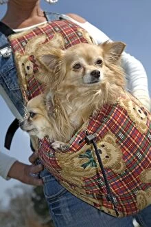 Images Dated 1st April 2007: Dog - Chihuahuas in carrying bag