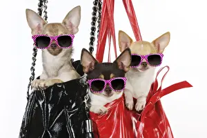 Bags Prints: DOG Chihuahuas in handbags wearing pink glasses