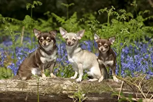 Logs Prints: DOG - Chihuahuas sitting together on log in bluebells